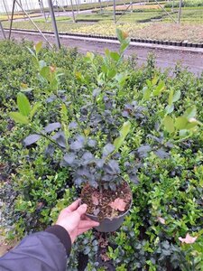 Ilex meserv. Blue Maid (vrouw=bes) 30-40 cm cont. 2,0L
