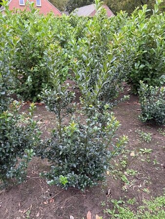 Ilex meserv. Blue Maid (vrouw=bes) 60-80 cm met kluit - afbeelding 3