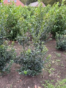 Ilex meserv. Blue Maid (vrouw=bes) 60-80 cm met kluit - afbeelding 3