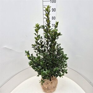 Ilex meserv. Blue Maid (vrouw=bes) 60-80 cm met kluit