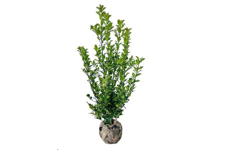 Ilex meserv. Blue Maid (vrouw=bes) 60-80 cm met kluit - afbeelding 3