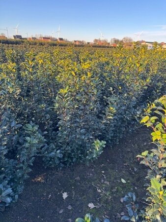 Ilex meserv. Blue Maid (vrouw=bes) 60-80 cm met kluit - afbeelding 5