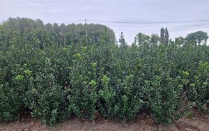 Ilex meserv. 'Blue Prince' (man=geen bes) 175-200 cm RB - image 4