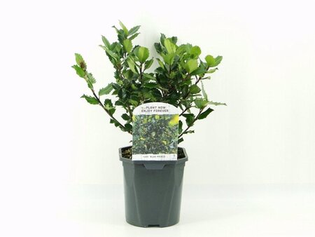 Ilex meserv. 'Blue Prince' (man=geen bes) 25-30 cm cont. 2,0L