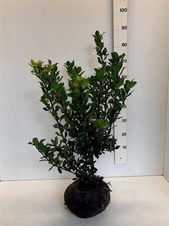Ilex meserv. 'Blue Prince' (man=geen bes) 50-60 cm met kluit - afbeelding 4