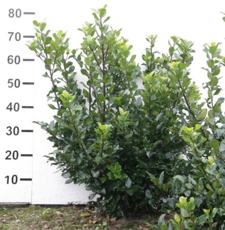 Ilex meserv. 'Blue Prince' (man=geen bes) 60-80 cm met kluit - afbeelding 2