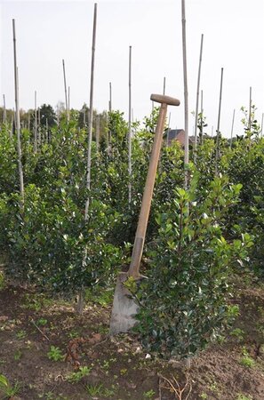 Ilex meserv. 'Blue Prince' (man=geen bes) 60-80 cm met kluit - afbeelding 2