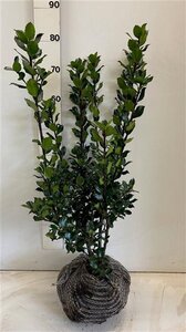 Ilex meserv. 'Blue Prince' (man=geen bes) 60-80 cm met kluit - afbeelding 11