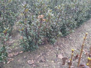 Ilex meserv. 'Blue Prince' (man=geen bes) 60-80 cm met kluit - afbeelding 4