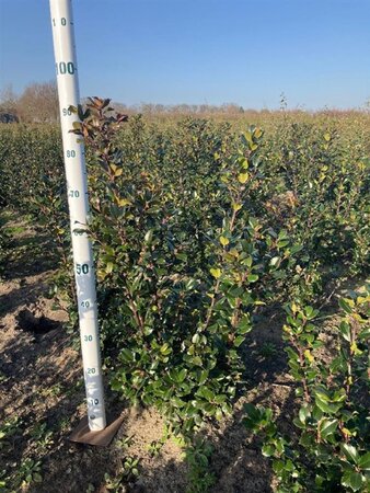 Ilex meserv. 'Blue Prince' (man=geen bes) 60-80 cm met kluit - afbeelding 5