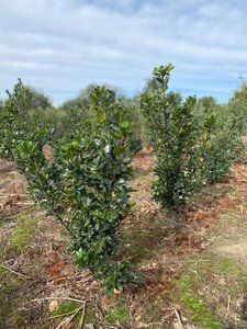 Ilex meserv. 'Blue Prince' (man=geen bes) 60-80 cm met kluit - afbeelding 5