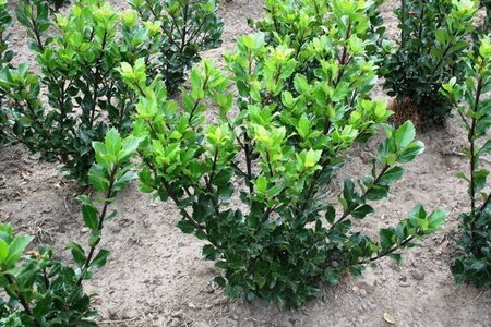 Ilex meserv. 'Blue Prince' (man=geen bes) 60-80 cm met kluit - afbeelding 13