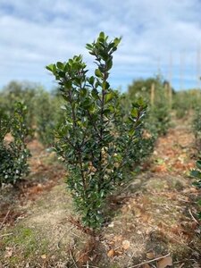 Ilex meserv. 'Blue Prince' (man=geen bes) 60-80 cm met kluit - afbeelding 4