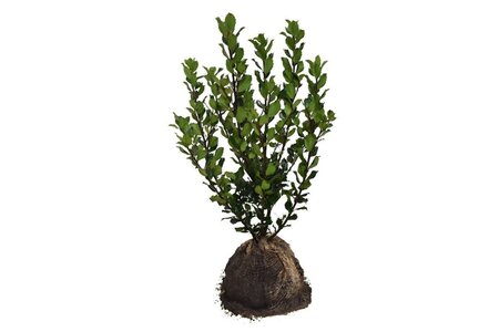 Ilex meserv. 'Blue Prince' (man=geen bes) 60-80 cm met kluit - afbeelding 10