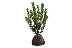 Ilex meserv. 'Blue Prince' (man=geen bes) 60-80 cm met kluit - afbeelding 10