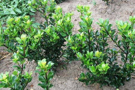 Ilex meserv. 'Blue Prince' (man=geen bes) 60-80 cm met kluit - afbeelding 12
