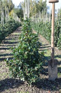 Ilex meserv. 'Blue Prince' (man=geen bes) 60-80 cm met kluit - afbeelding 16
