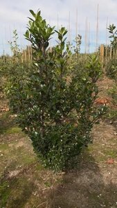 Ilex meserv. 'Blue Prince' (man=geen bes) 60-80 cm met kluit - afbeelding 3