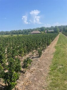 Ilex meserv. 'Blue Prince' (man=geen bes) 60-80 cm met kluit - afbeelding 9