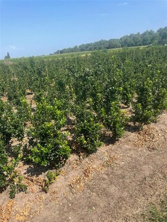 Ilex meserv. 'Blue Prince' (man=geen bes) 60-80 cm met kluit - afbeelding 8