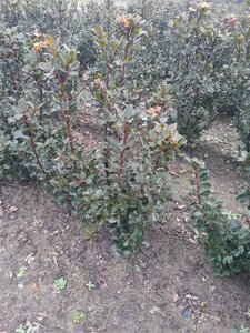 Ilex meserv. 'Blue Prince' (man=geen bes) 60-80 cm met kluit - afbeelding 3