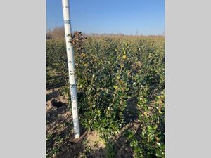 Ilex meserv. 'Blue Prince' (man=geen bes) 60-80 cm met kluit - afbeelding 6