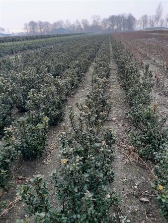 Ilex meserv. 'Blue Prince' (man=geen bes) 60-80 cm met kluit - afbeelding 2