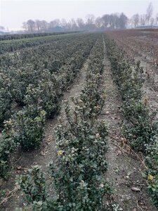 Ilex meserv. 'Blue Prince' (man=geen bes) 60-80 cm met kluit - afbeelding 2