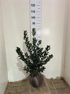 Ilex meserv. 'Blue Prince' (man=geen bes) 60-80 cm met kluit - afbeelding 6