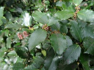 Ilex meserv. 'Blue Prince' (man=geen bes) 60-80 cm RB - image 2