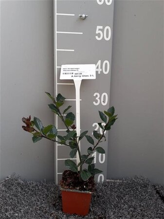 Ilex meserv. Heckenblau (man= geen bes) geen maat specificatie 0,55L/P9cm
