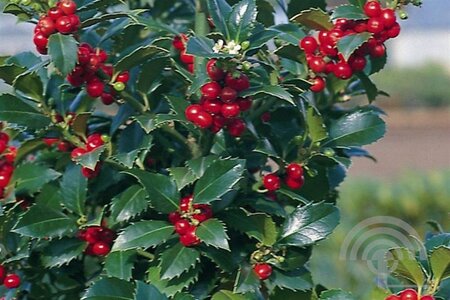 Ilex meserv. Heckenfee (vrouw=bes) 100-125 cm met kluit - afbeelding 5