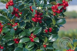 Ilex meserv. Heckenfee (vrouw=bes) 100-125 cm met kluit - afbeelding 5