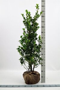 Ilex meserv. Heckenfee (vrouw=bes) 100-125 cm met kluit - afbeelding 2
