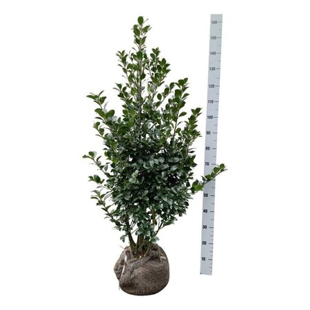 Ilex meserv. Heckenfee (vrouw=bes) 100-125 cm RB - image 2
