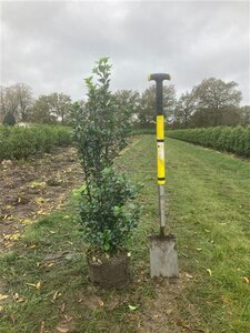 Ilex meserv. Heckenfee (vrouw=bes) 100-125 cm RB - image 6