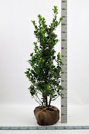 Ilex meserv. Heckenfee (vrouw=bes) 100-125 cm RB - image 5