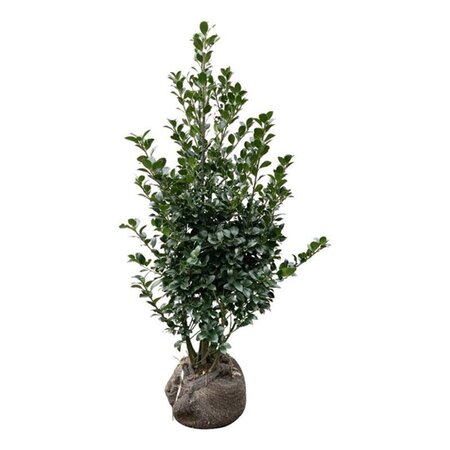 Ilex meserv. Heckenfee (vrouw=bes) 100-125 cm RB - image 3
