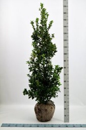 Ilex meserv. Heckenfee (vrouw=bes) 125-150 cm met kluit - afbeelding 2