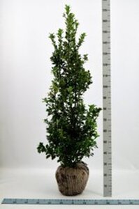 Ilex meserv. Heckenfee (vrouw=bes) 125-150 cm met kluit - afbeelding 2