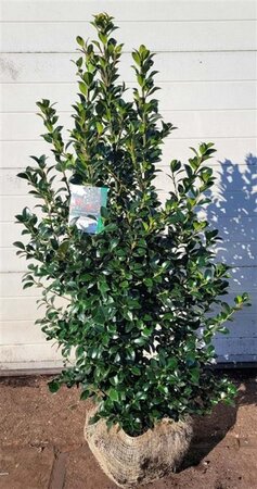 Ilex meserv. Heckenfee (vrouw=bes) 125-150 cm met kluit - afbeelding 4