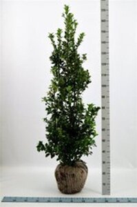 Ilex meserv. Heckenfee (vrouw=bes) 125-150 cm met kluit - afbeelding 3