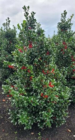 Ilex meserv. Heckenfee (vrouw=bes) 125-150 cm met kluit - afbeelding 5
