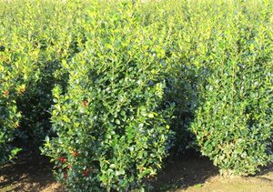 Ilex meserv. Heckenfee (vrouw=bes) 150-175 cm met kluit
