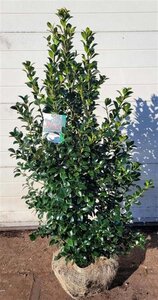 Ilex meserv. Heckenfee (vrouw=bes) 150-175 cm RB - image 2