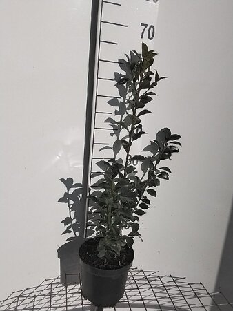 Ilex meserv. Heckenfee (vrouw=bes) 60-80 cm cont. 3,0L - afbeelding 2