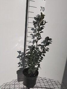 Ilex meserv. Heckenfee (vrouw=bes) 60-80 cm cont. 3,0L - afbeelding 2