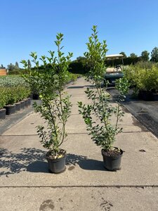 Ilex meserv. Heckenfee (vrouw=bes) 60-80 cm cont. 3,0L - afbeelding 5