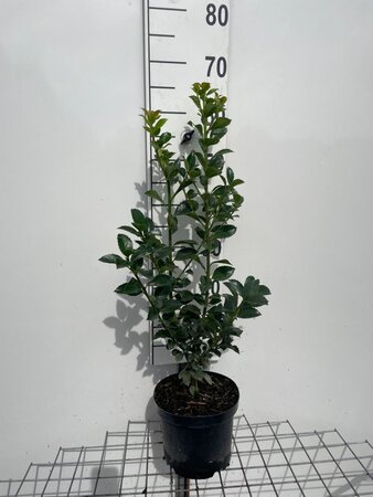 Ilex meserv. Heckenfee (vrouw=bes) 60-80 cm cont. 3,0L - afbeelding 2