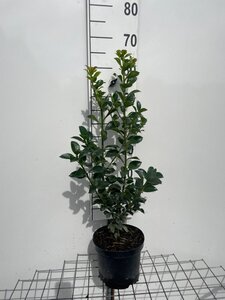Ilex meserv. Heckenfee (vrouw=bes) 60-80 cm cont. 3,0L - afbeelding 2